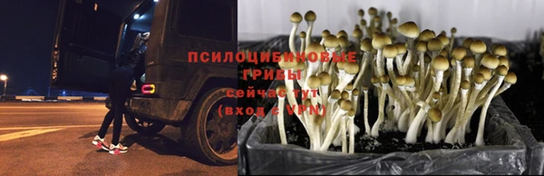 стаф Осинники