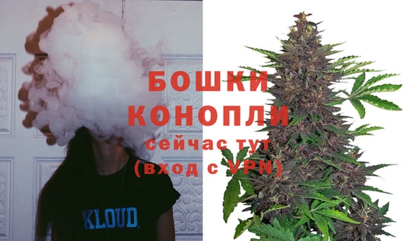 стаф Осинники